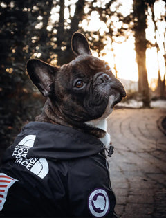 Windbreaker Jacket